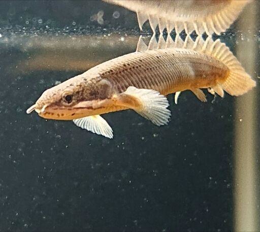 ポリプテルスセネガルス