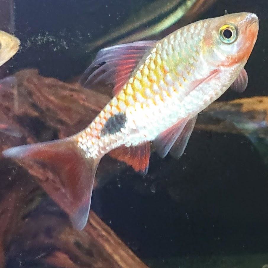 プンティウスフィラメントスス