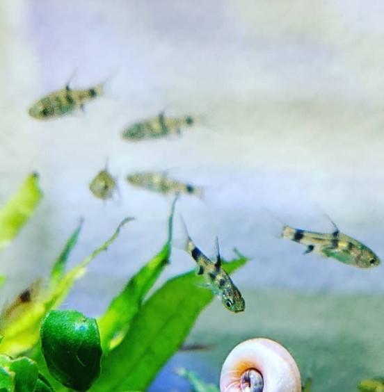 プンティウスゲリウス