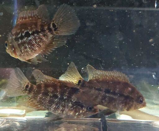 フラワーホーン