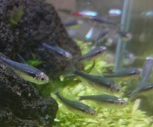 ブラックネオンテトラ