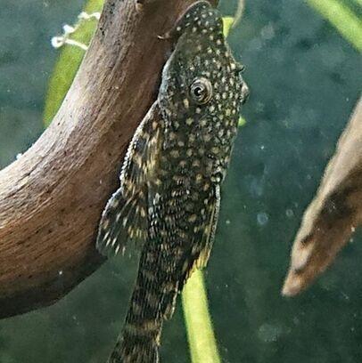 ブッシープレコ