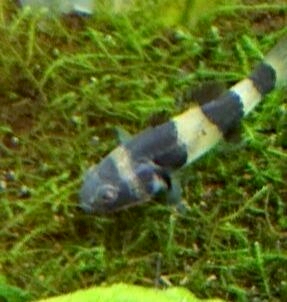 バンブルビーゴビー