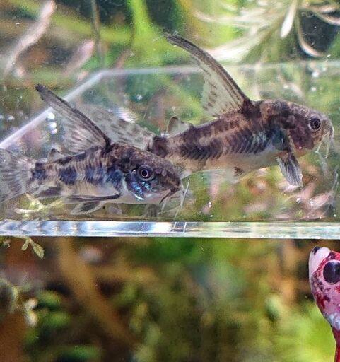 ハイフィンパレアタス