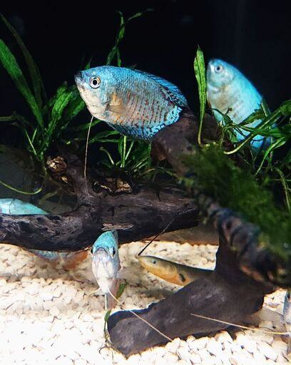 ドワーフグラミー