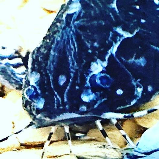 トーキングキャット