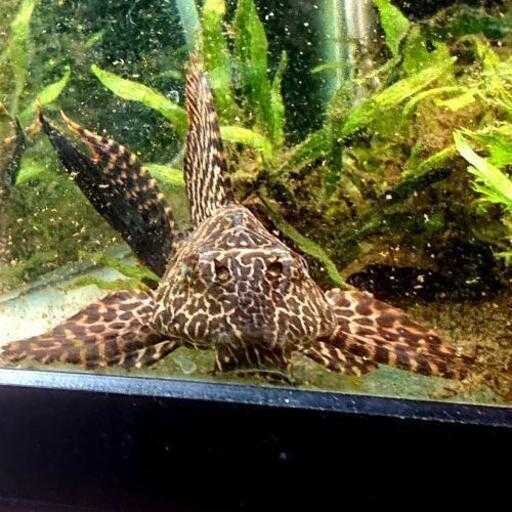 セルフィンプレコM