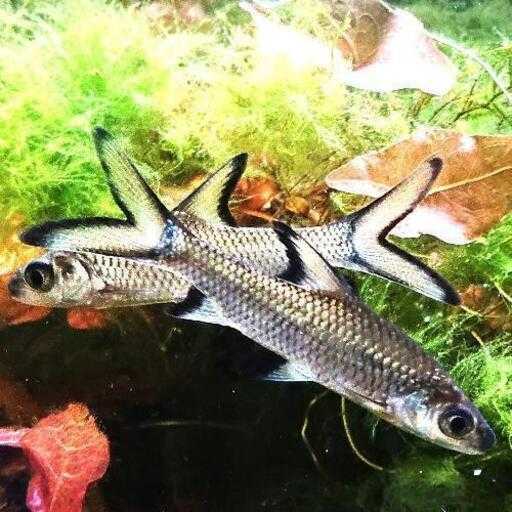 シルバーシャーク