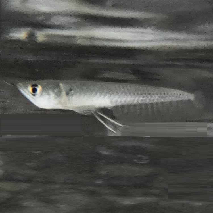 シルバーアロワナM