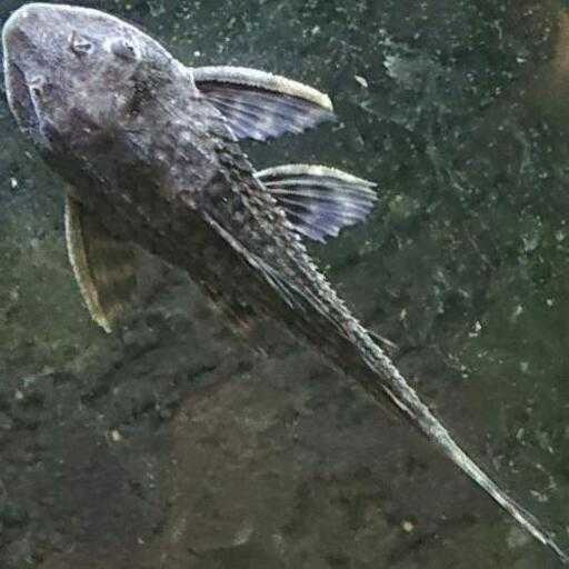 サッカープレコM