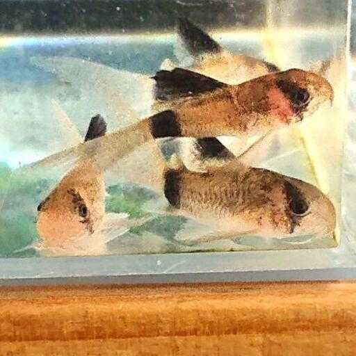 コリドラスパンダ