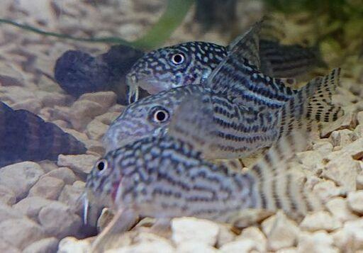 コリドラスステルバイ