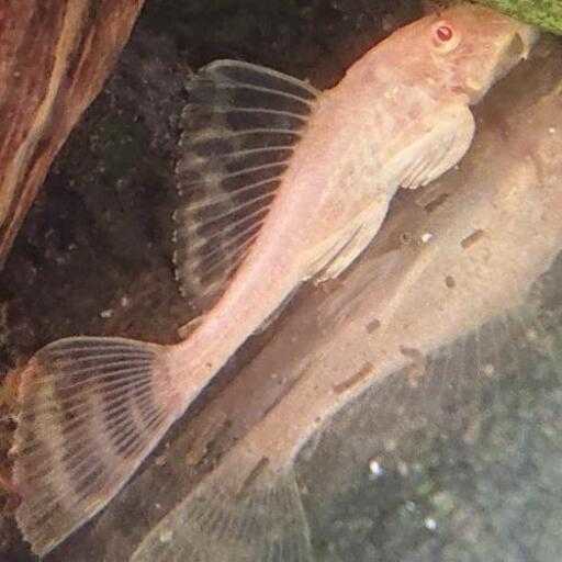 ゴールデンプレコ