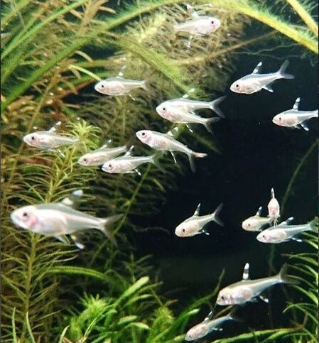 ゴールデンプリステラ