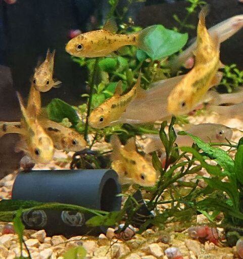 ゴールデンバルブ