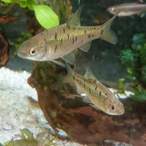 グリーンバルブ