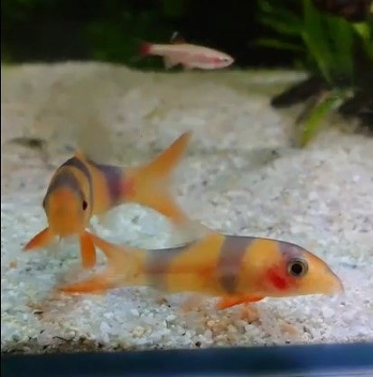 クラウンローチ