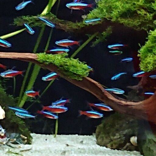 カージナルテトラ