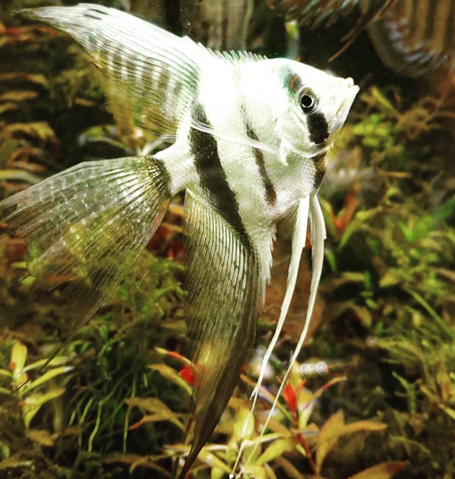 エンゼルフィッシュ