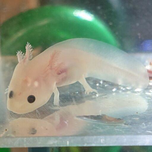 ウーパールーパー