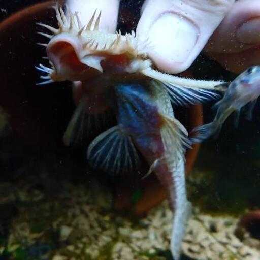 アルビノブッシー