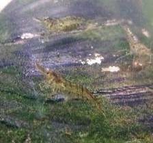 アルジーライムシュリンプ