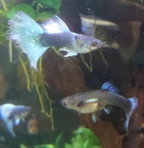 国産グッピー1ペア