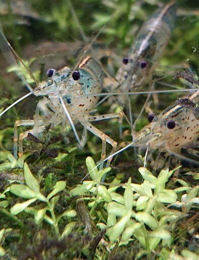 ヤマトヌマエビ