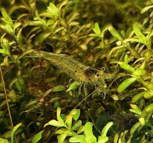 ミナミヌマエビ