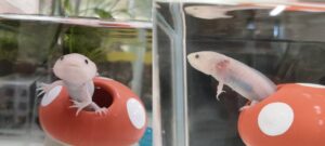 当社で生まれたウーパールーパー。現在は大阪のクリニックでアイドルになっている。